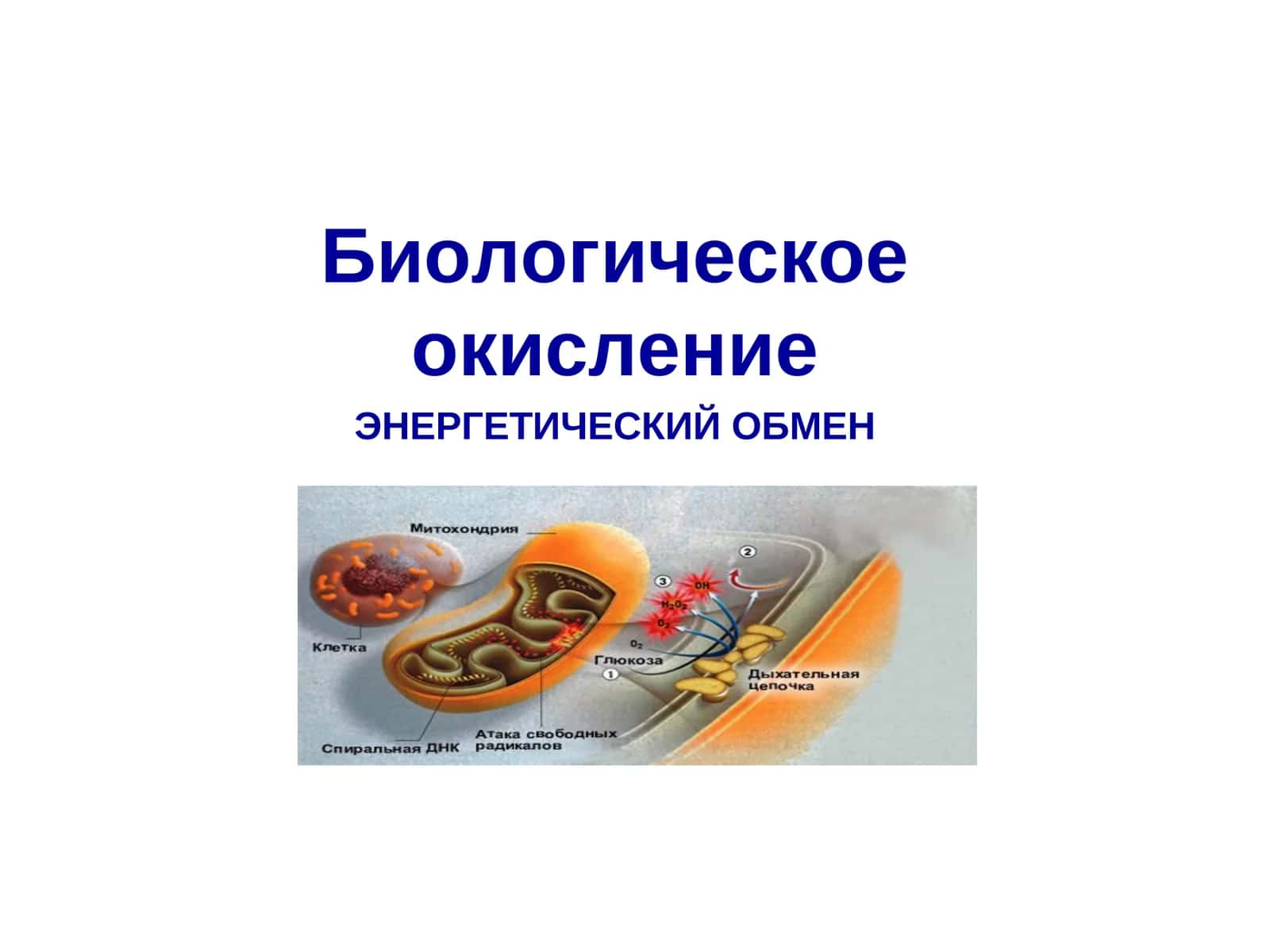 Биологическое окисление