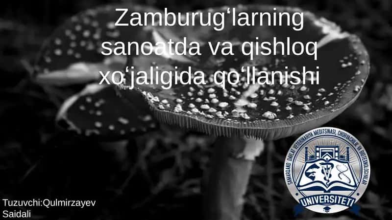 Zamburug'larning Sanoat va Qishloq xo'jaligida qo'llanishi
