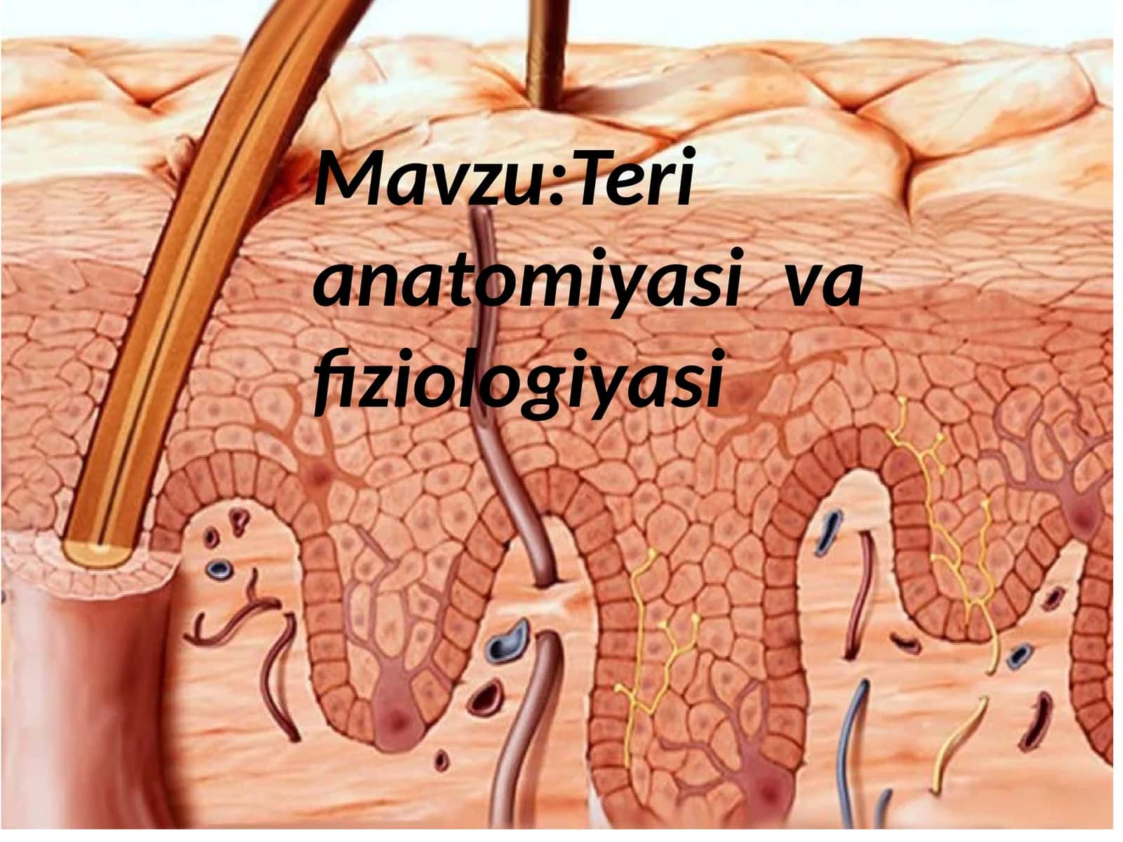 Terianatomiyasi va fiziologiyasi