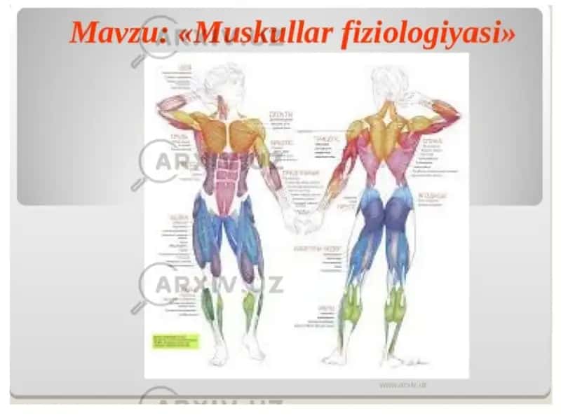 Muskul tuzilishlari