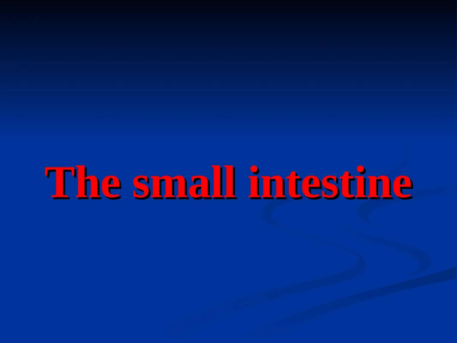 The small intestine