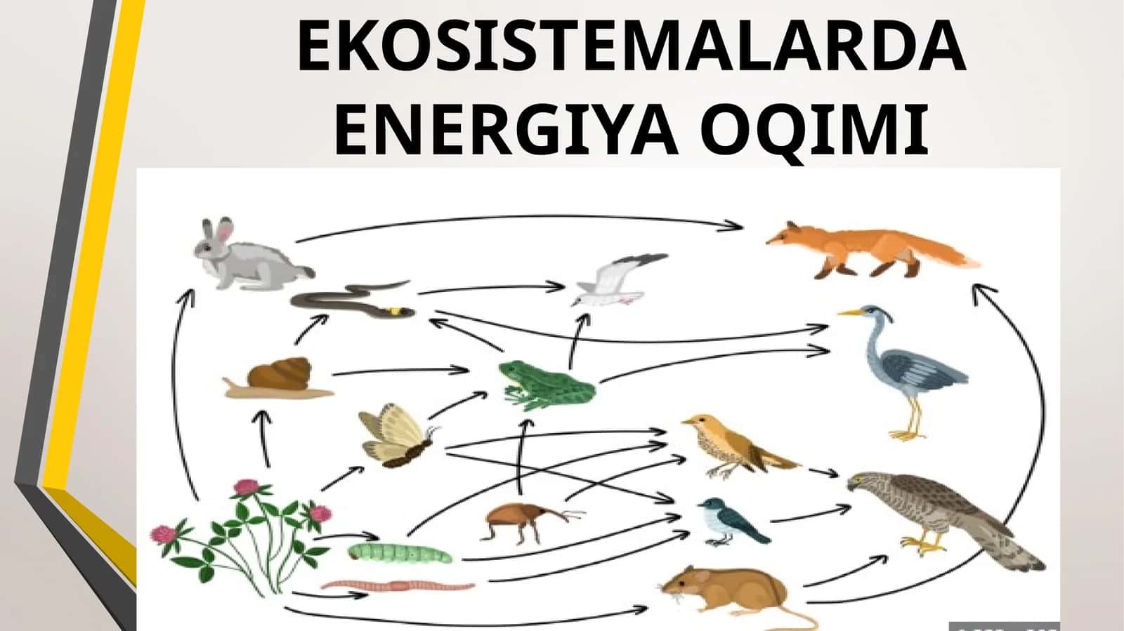 Ekosistemalarda energiya oqimi
