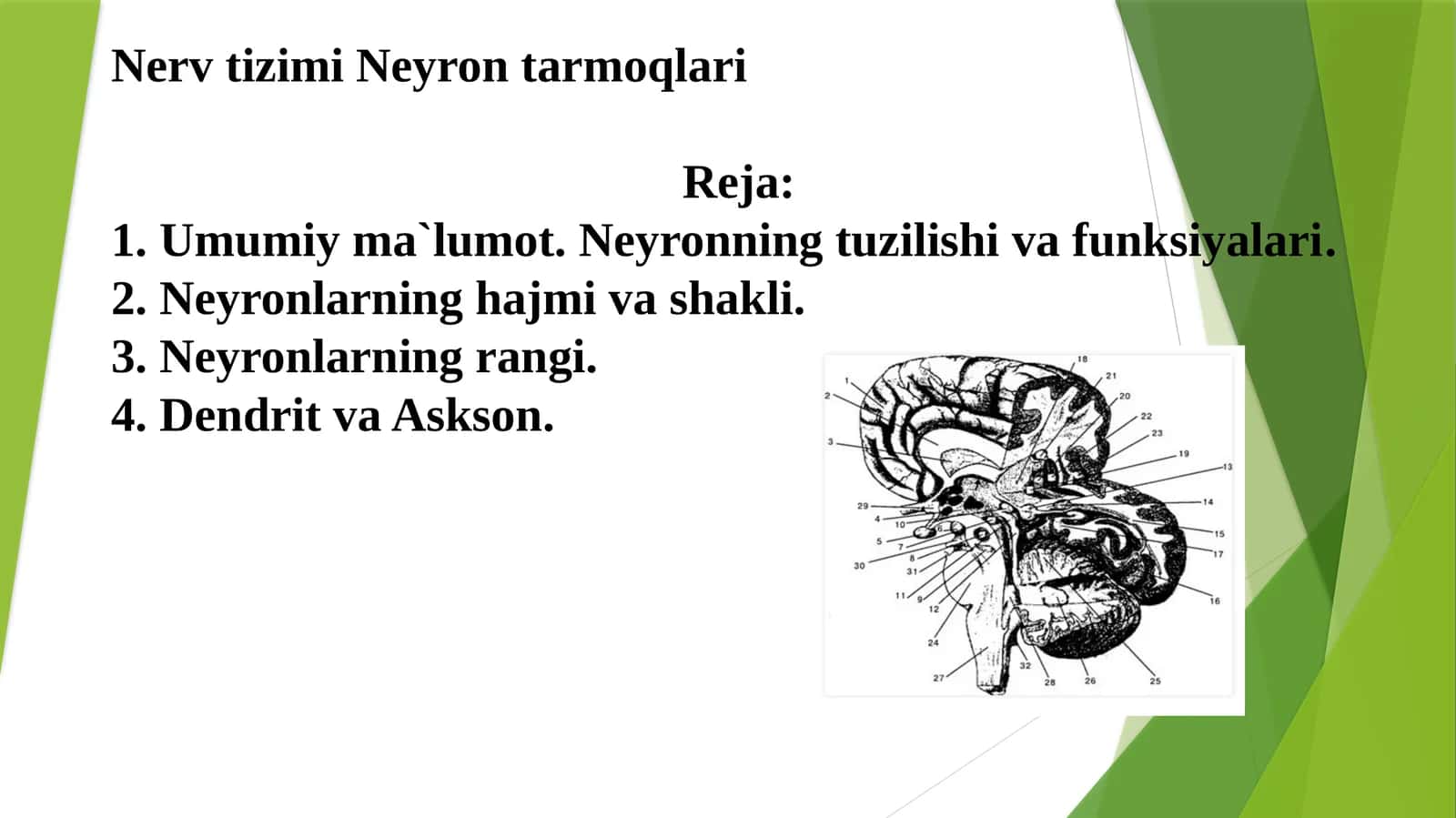 NervtizimiNeyrontarmoqlari
