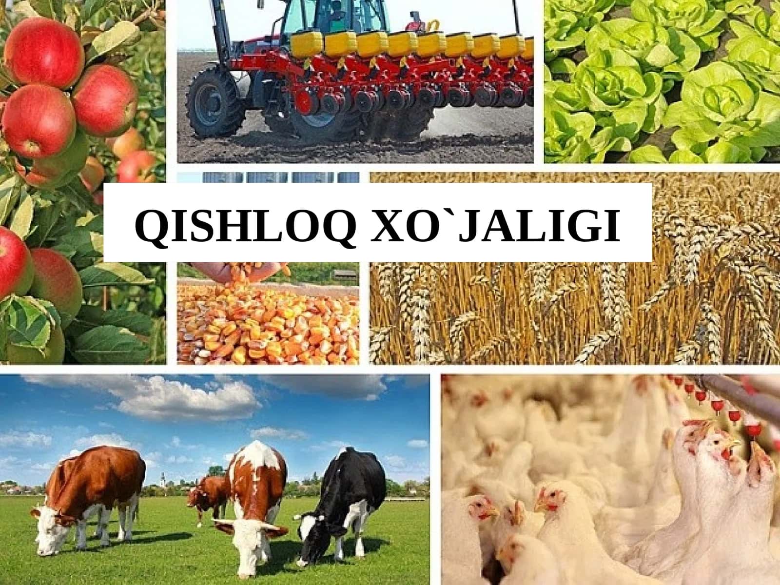 QISHLOQ XO`JALIGI