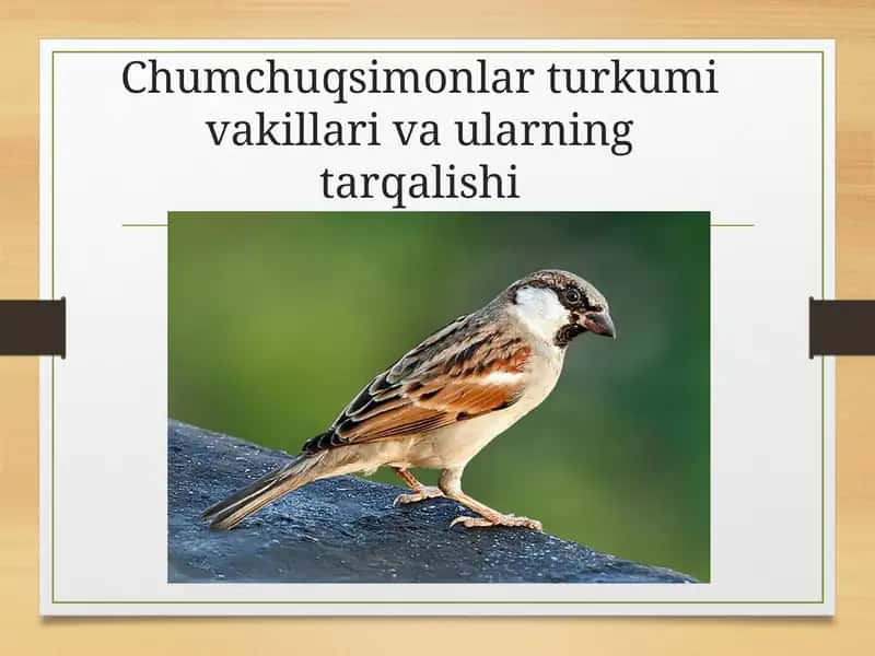 Chumchuqsimonlar turkumi vakillari va ularning tarqalishi