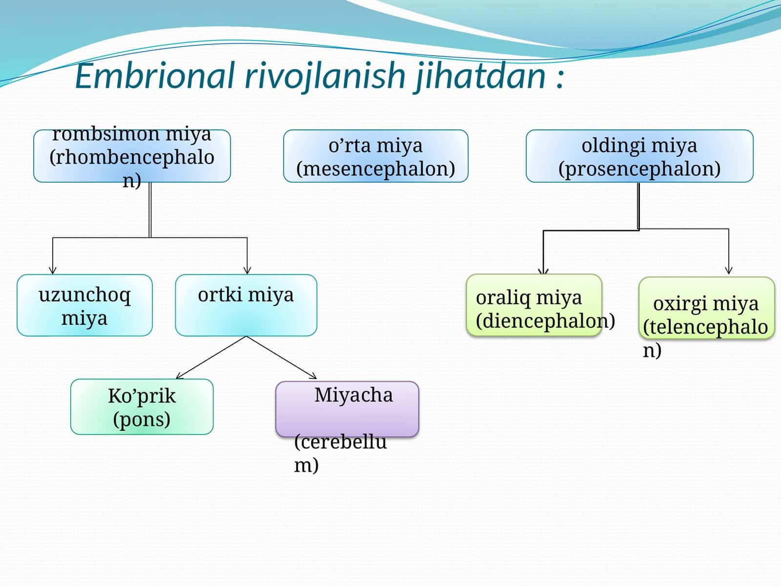 Embrional rivojlanish jihatdan