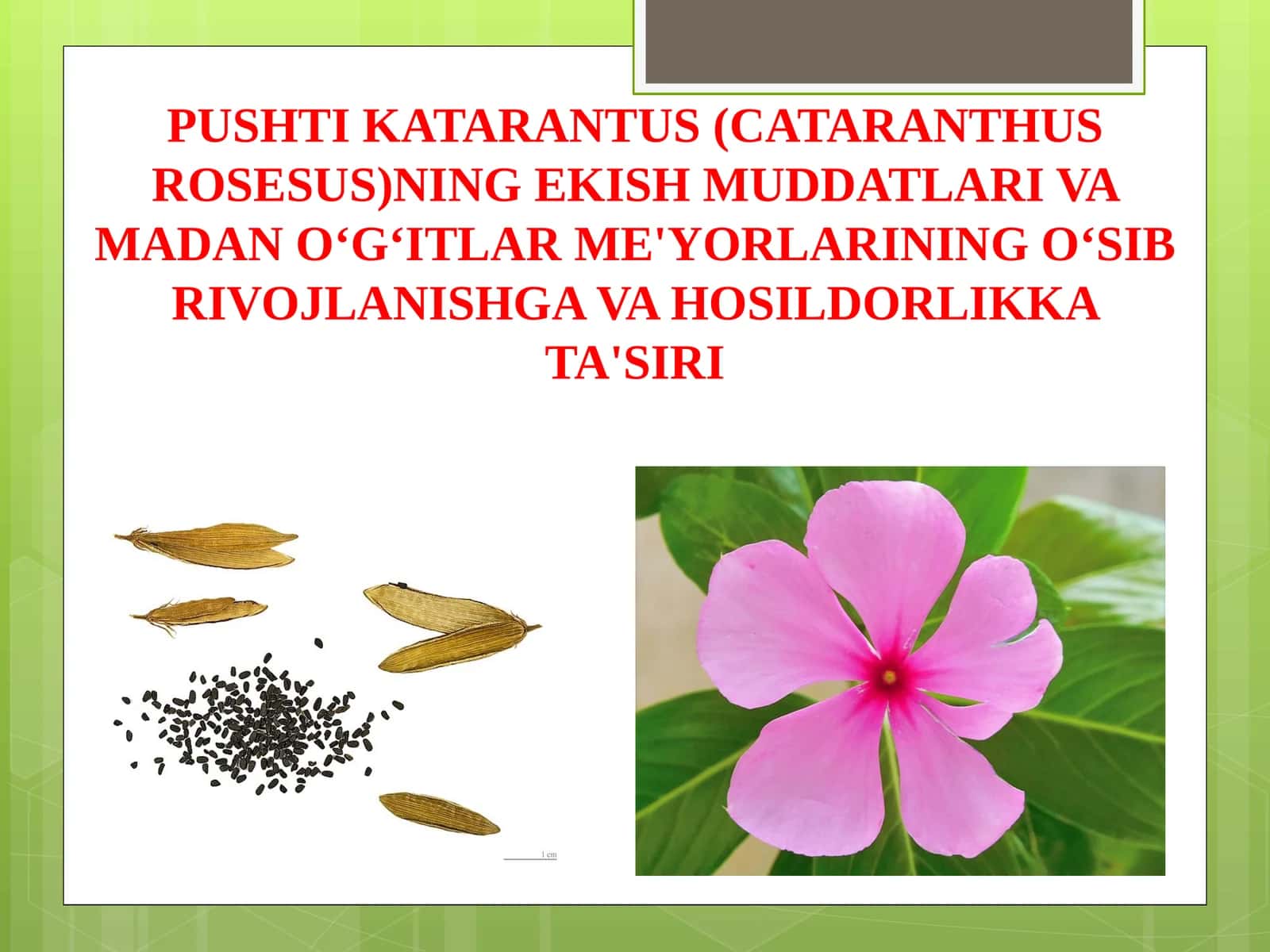 Pushti Katarantus (Cataranthus Rosesus)ning ekish muddatlari va madan o'g'itlar me'yorlari