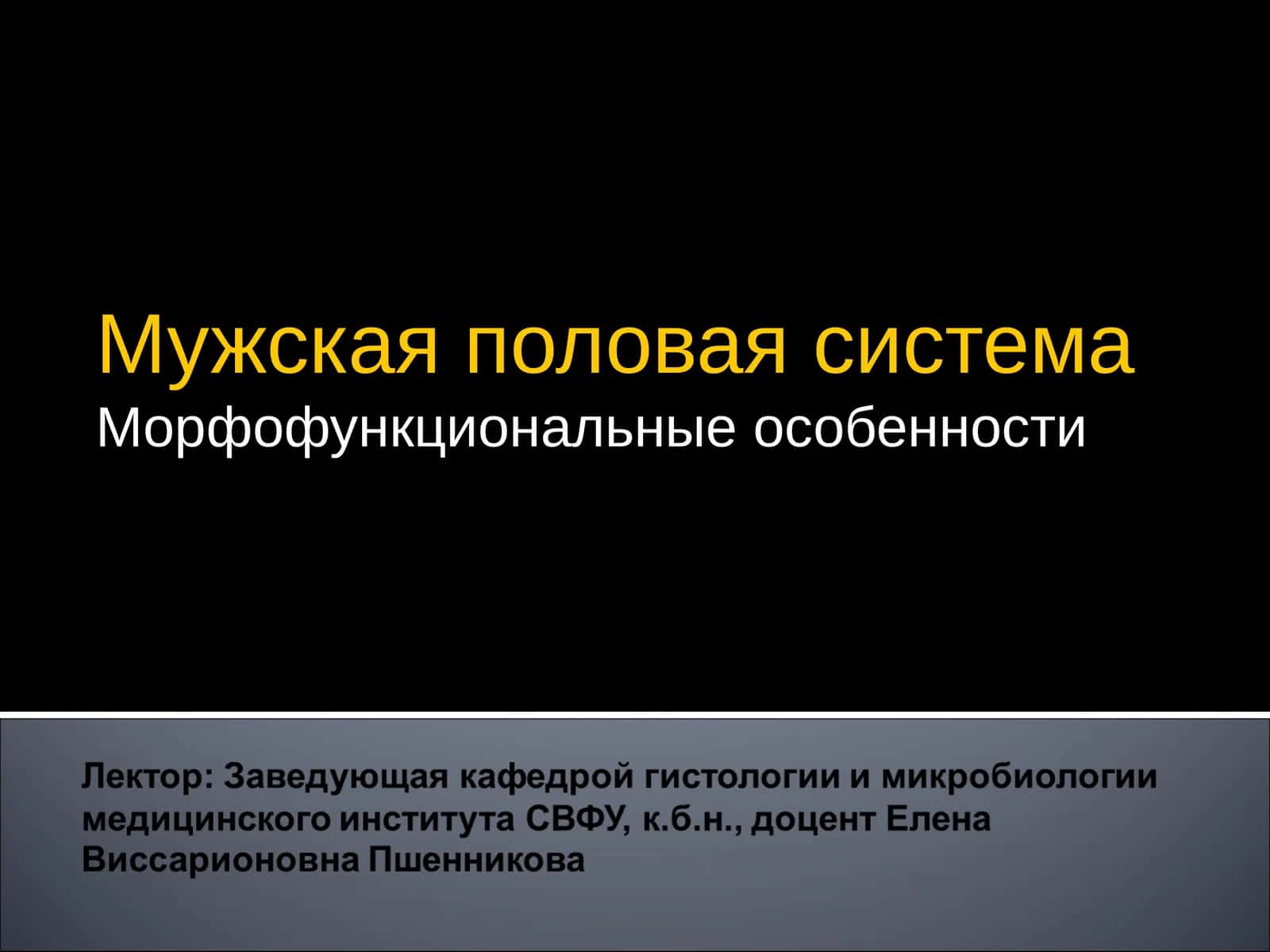 Мужская половая система