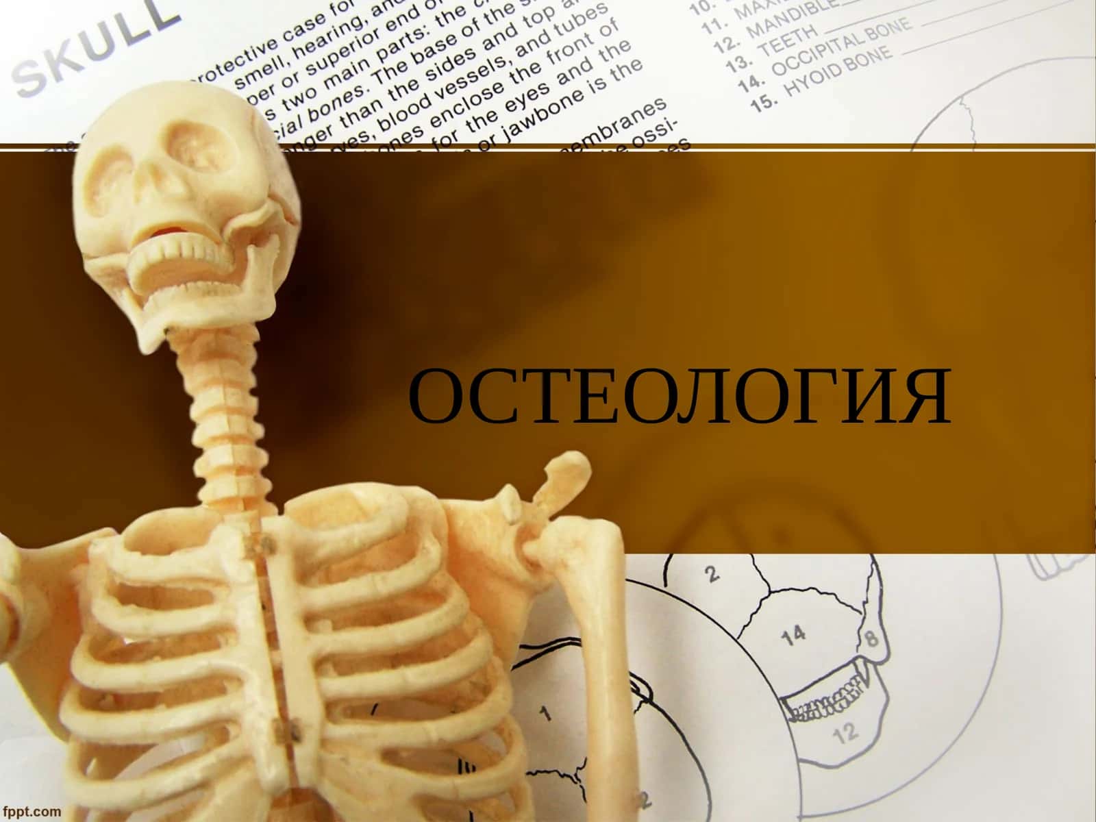 ОСТЕОЛОГИЯ