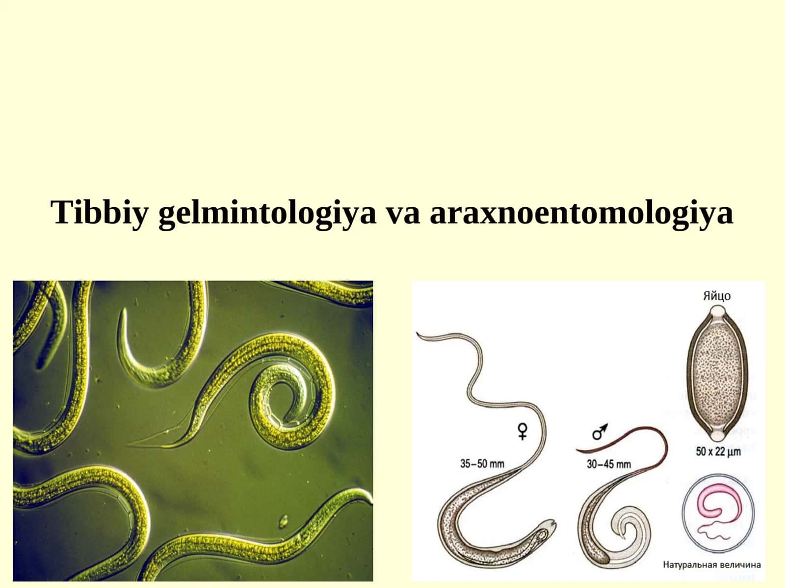 Tibbiy gelmintologiya va araxnoentomologiya