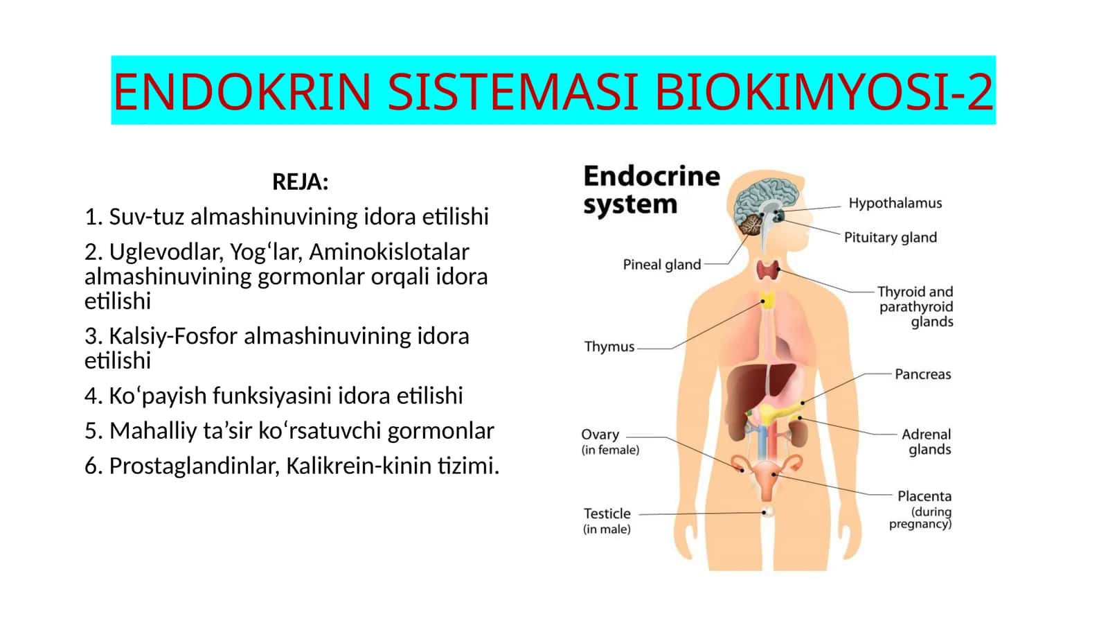 ENDOKRIN SISTEMASI BIOKIMYOSI-2