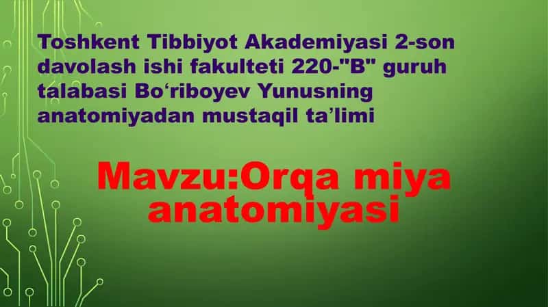 Orqa miya anatomiyasi