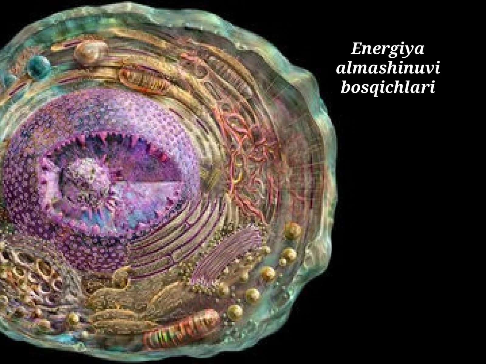 Energiya almashinuvibosqichlari