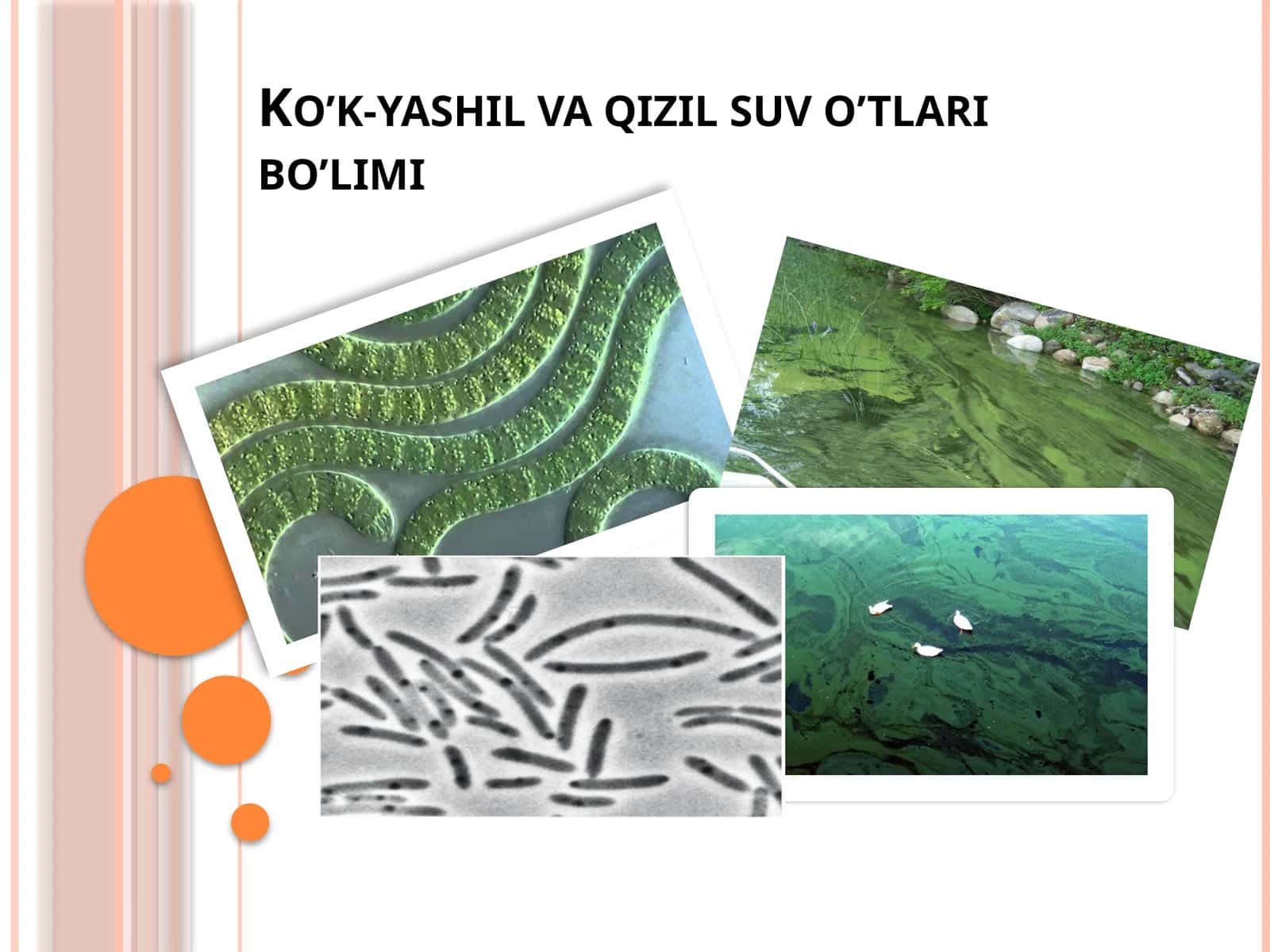 Ko’k-yashil suv o’tlar