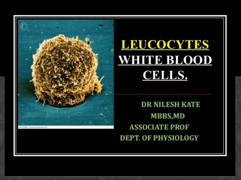 leucocytes, white blood cells