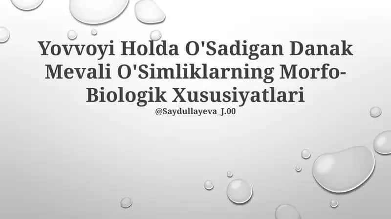 Yovvoyi Holda O'Sadigan Danak Mevali O'Simliklarning Morfo-Biologik Xususiyatlari