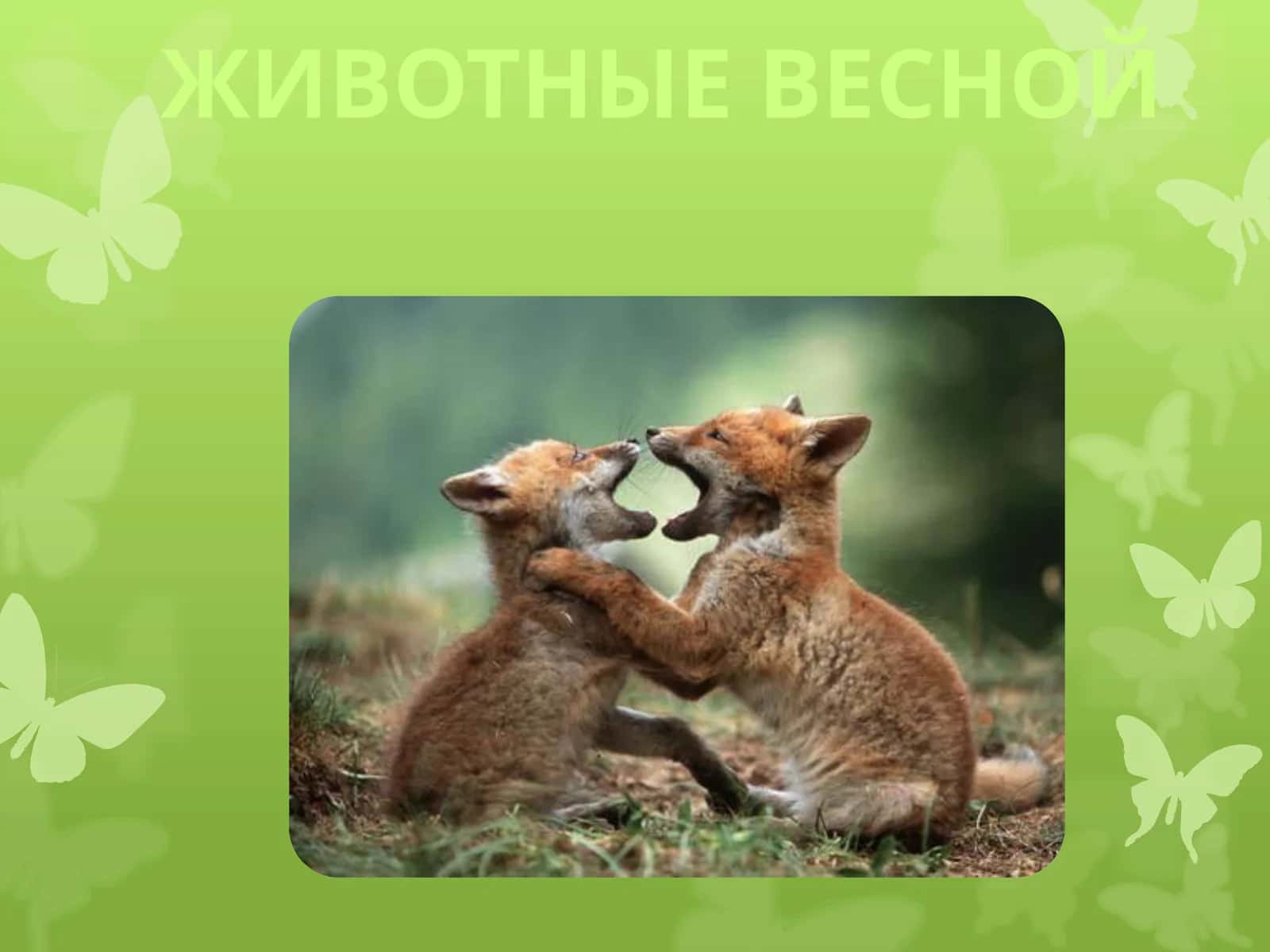 ЖИВОТНЫЕ ВЕСНОЙ