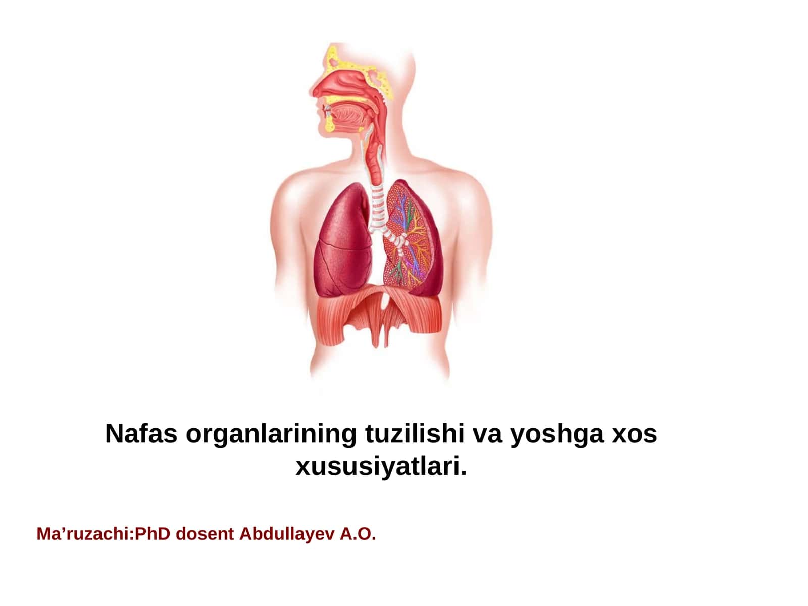 Nafas organlarining tuzilishi va yoshga xos xususiyatlari