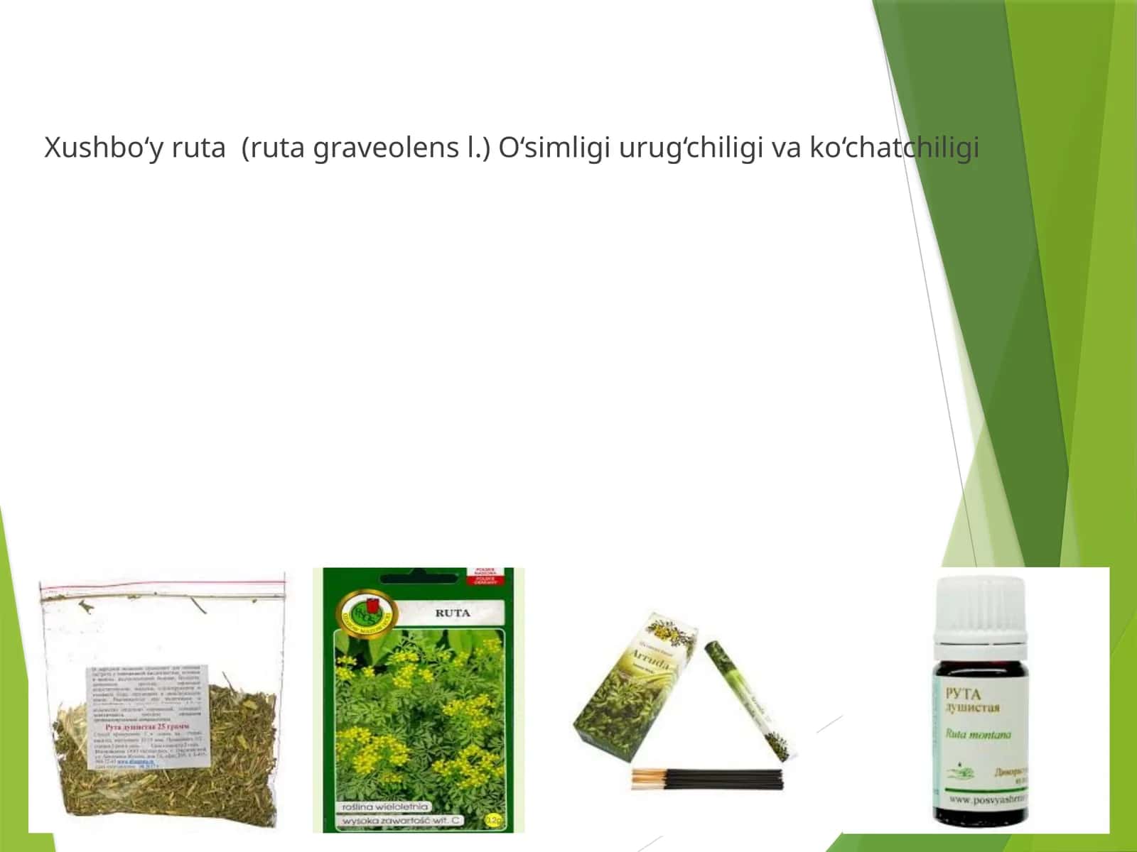 Xushbo‘y ruta (ruta graveolens l.) O‘simligi urug‘chiligi va ko‘chatchiligi