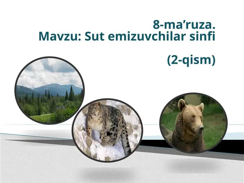 Sutemizuvchilarsinfi