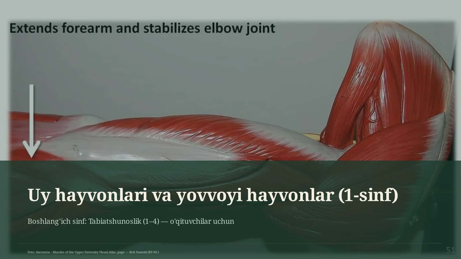 Uy hayvonlari va yovvoyi hayvonlar (1-sinf)
