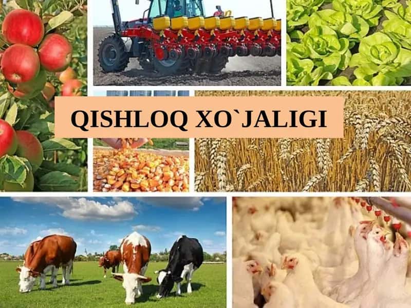 Qishloq xo‘jaligi