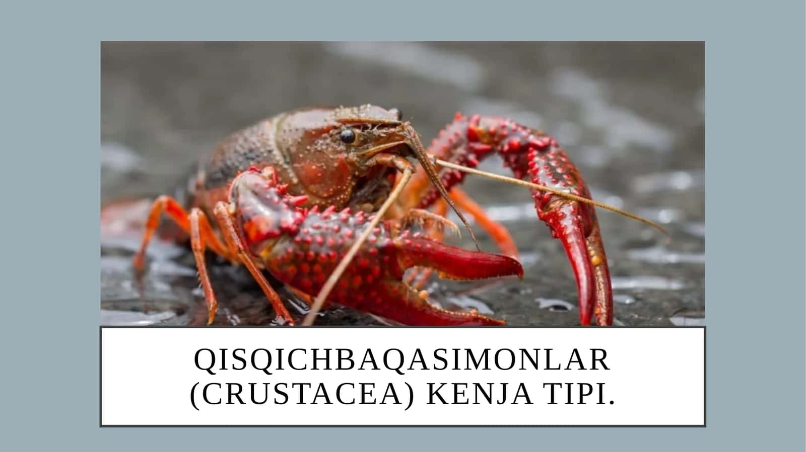 Qisqichbaqasimonlar(crustacea)kenjatipi