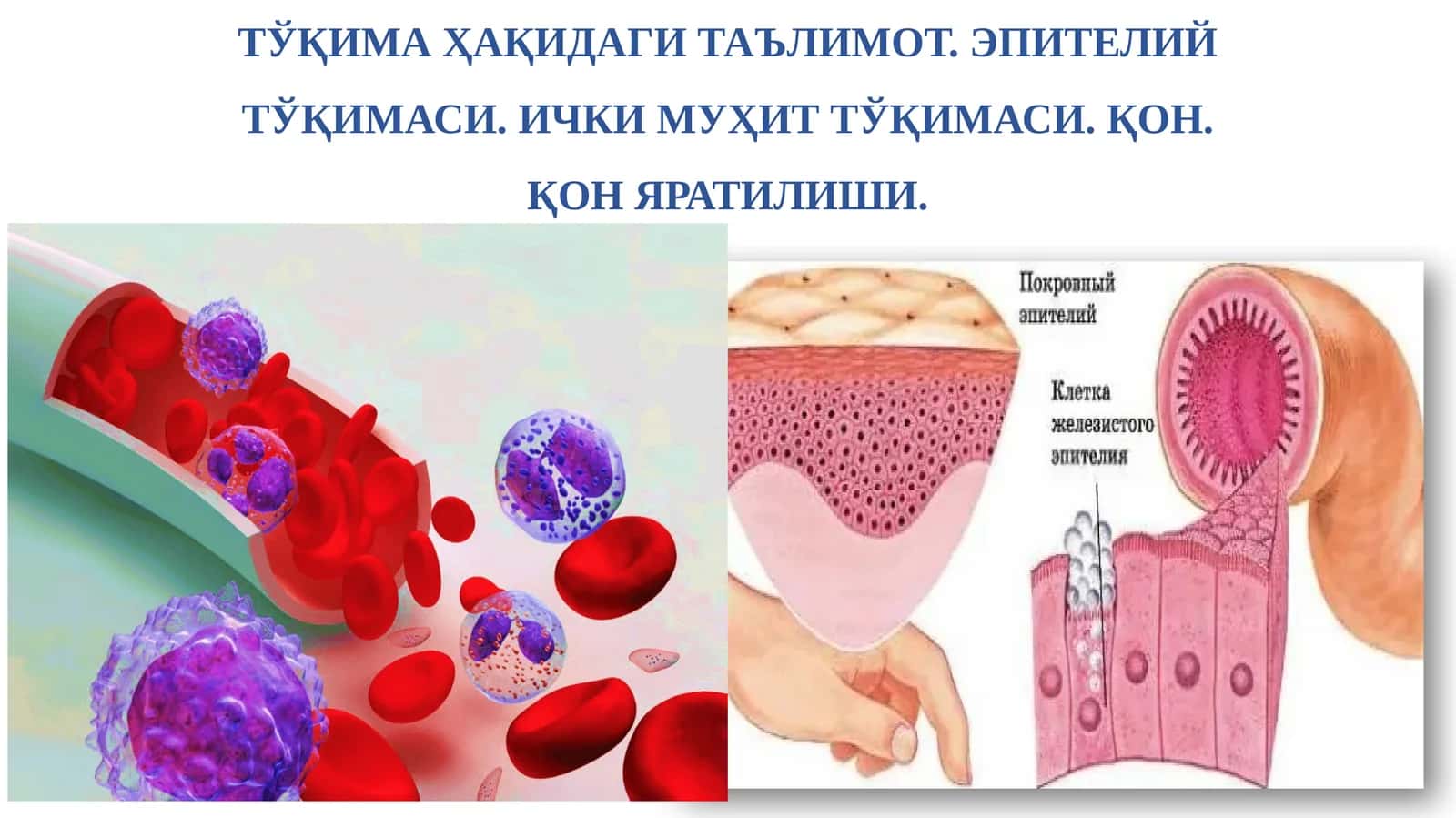 Гистология