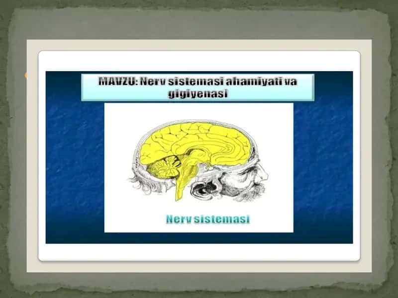Nervsistemasining Tuzilishi