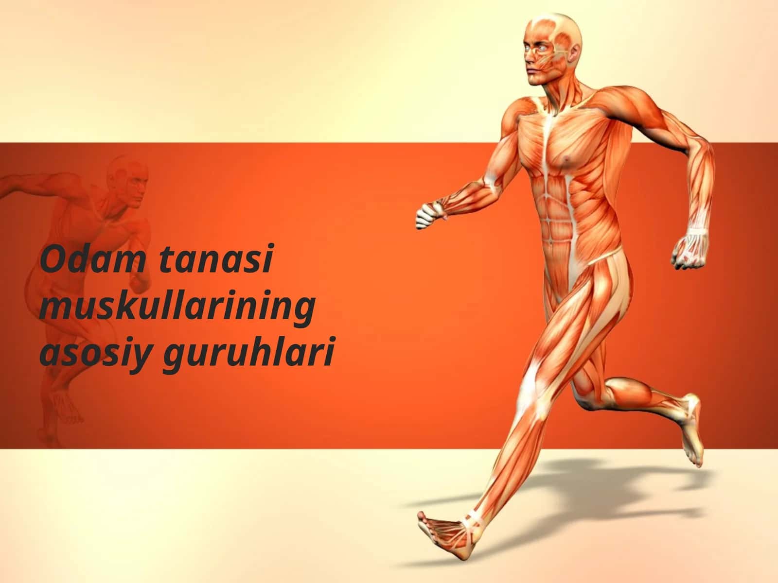 Odam tanasi muskullarining asosiy guruhlari