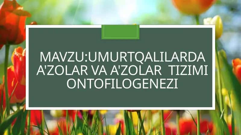 Mavzu:Umurtqalilarda a'zolar va a'zolar tizimi ontofilogenezi