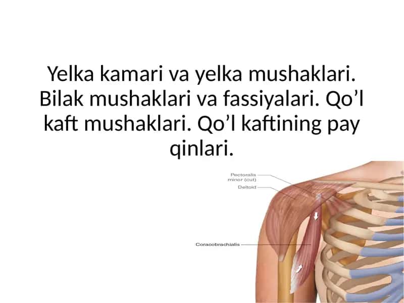 Yelka kamari va yelka mushaklari. Bilak mushaklari va fassiyalari. Qo’l kaft mushaklari. Qo’l kaftining pay qinlari.