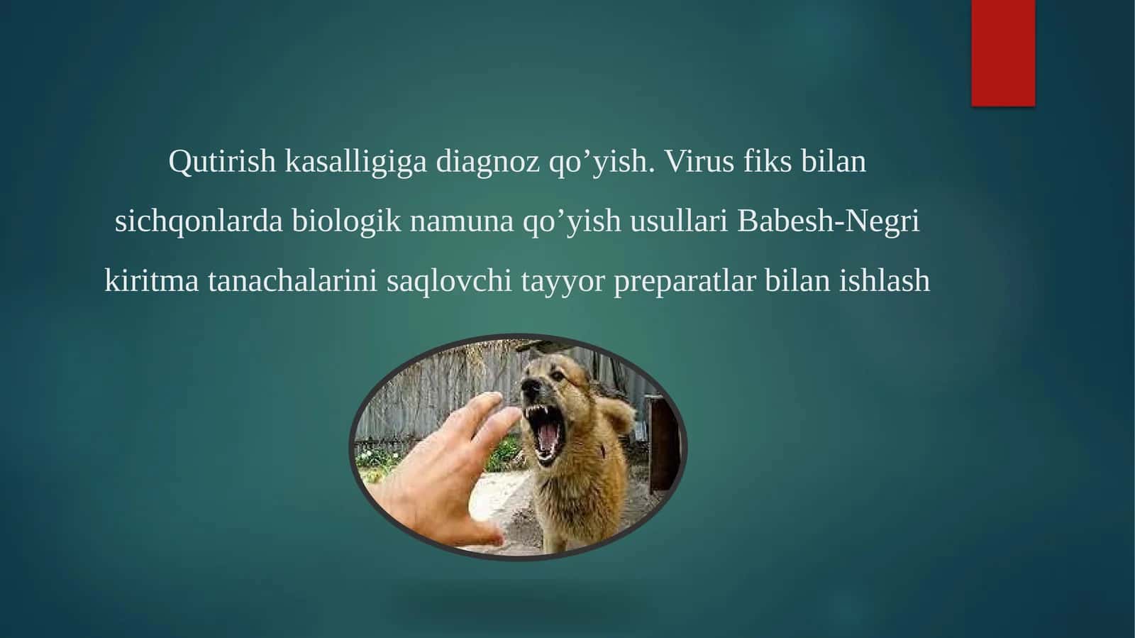 Qutirish kasalligiga diagnoz qo’yish. Virus fiks bilan sichqonlarda biologik namuna qo’yish usullari