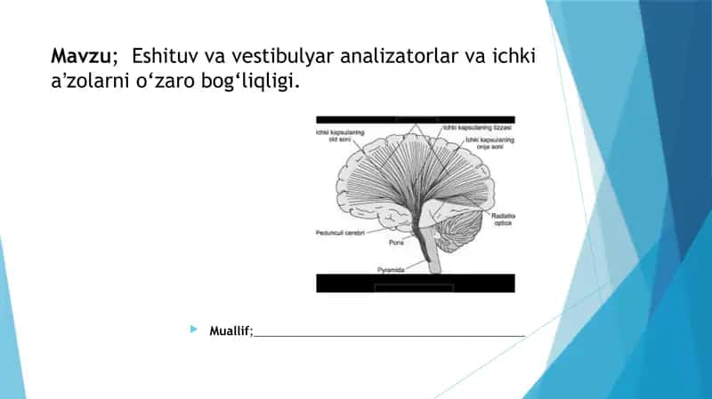 Eshituv va vestibulyar analizatorlar va ichki aʼzolarni o‘zarobog‘liqligi