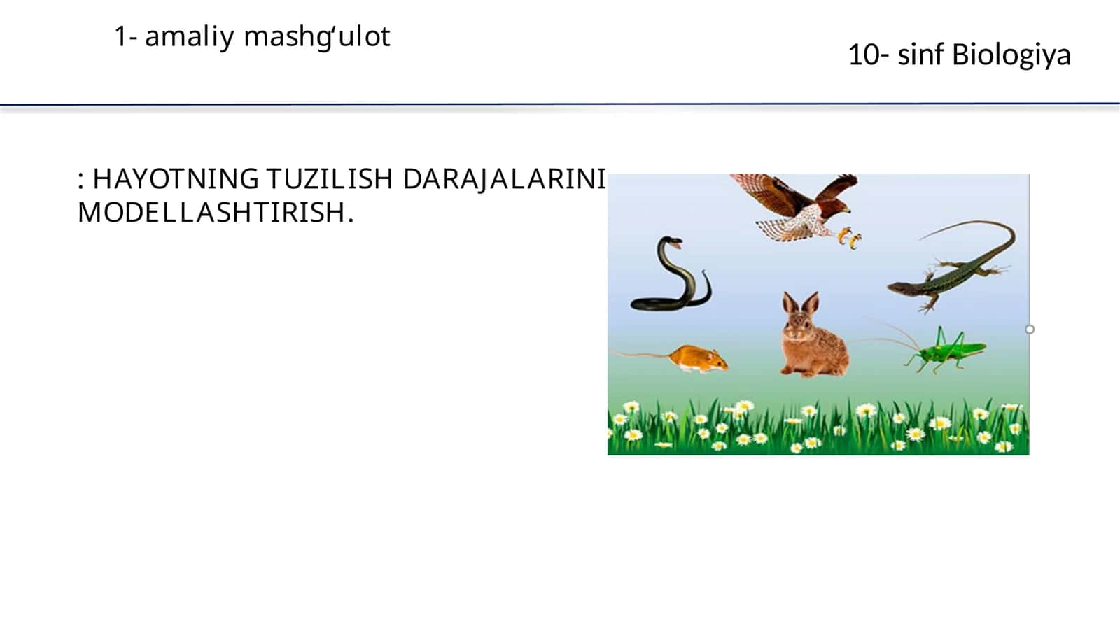 Biologiya: HAYOTNING TUZILISH DARAJALARINI MODELLASHTIRISH