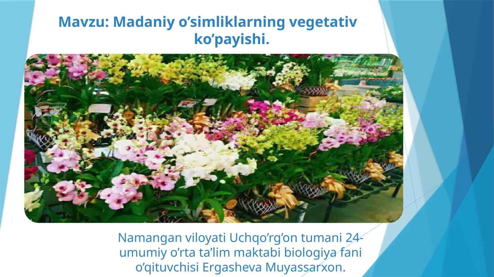 Madaniyo’simliklarning vegetativ ko’payishi