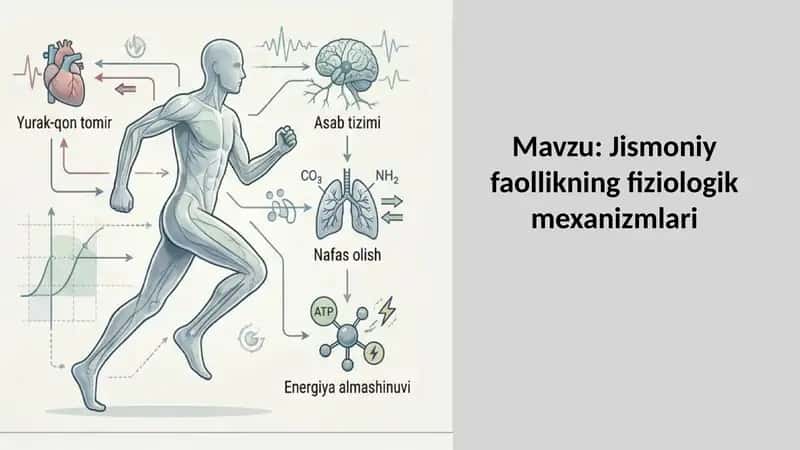 Jismoniy faollikning fiziologik mexanizmlari