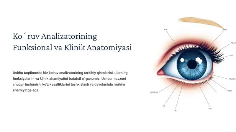 Koʻruv Analizatorining Funksional va Klinik Anatomiyasi