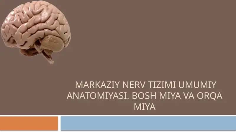 Markaziy nerv tizimi umumiy anatomiyasi
