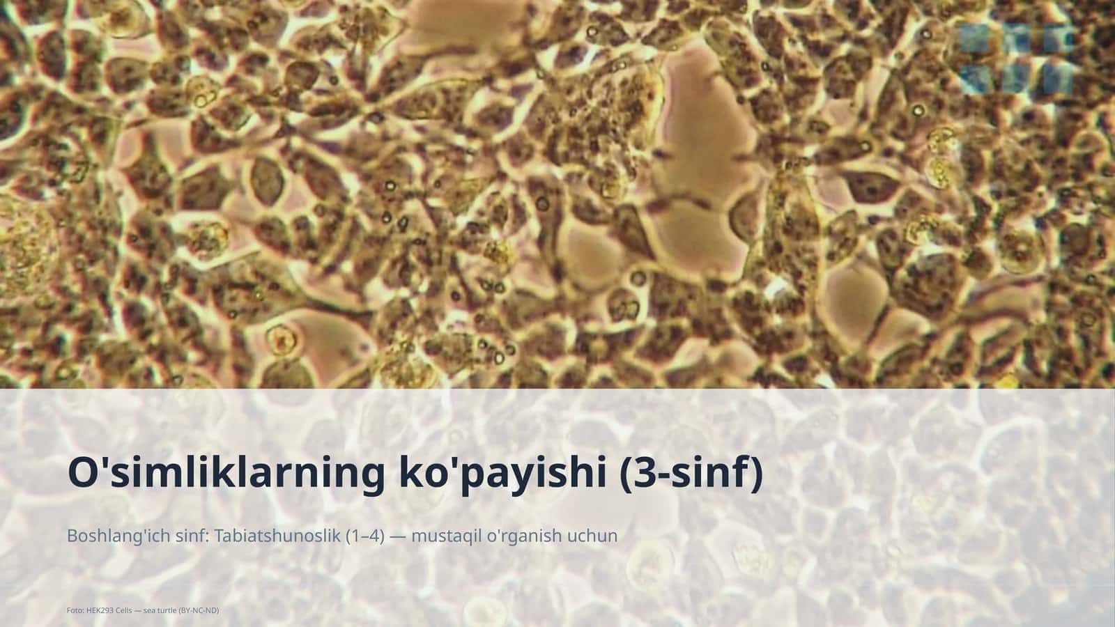 O'simliklarning ko'payishi (3-sinf)