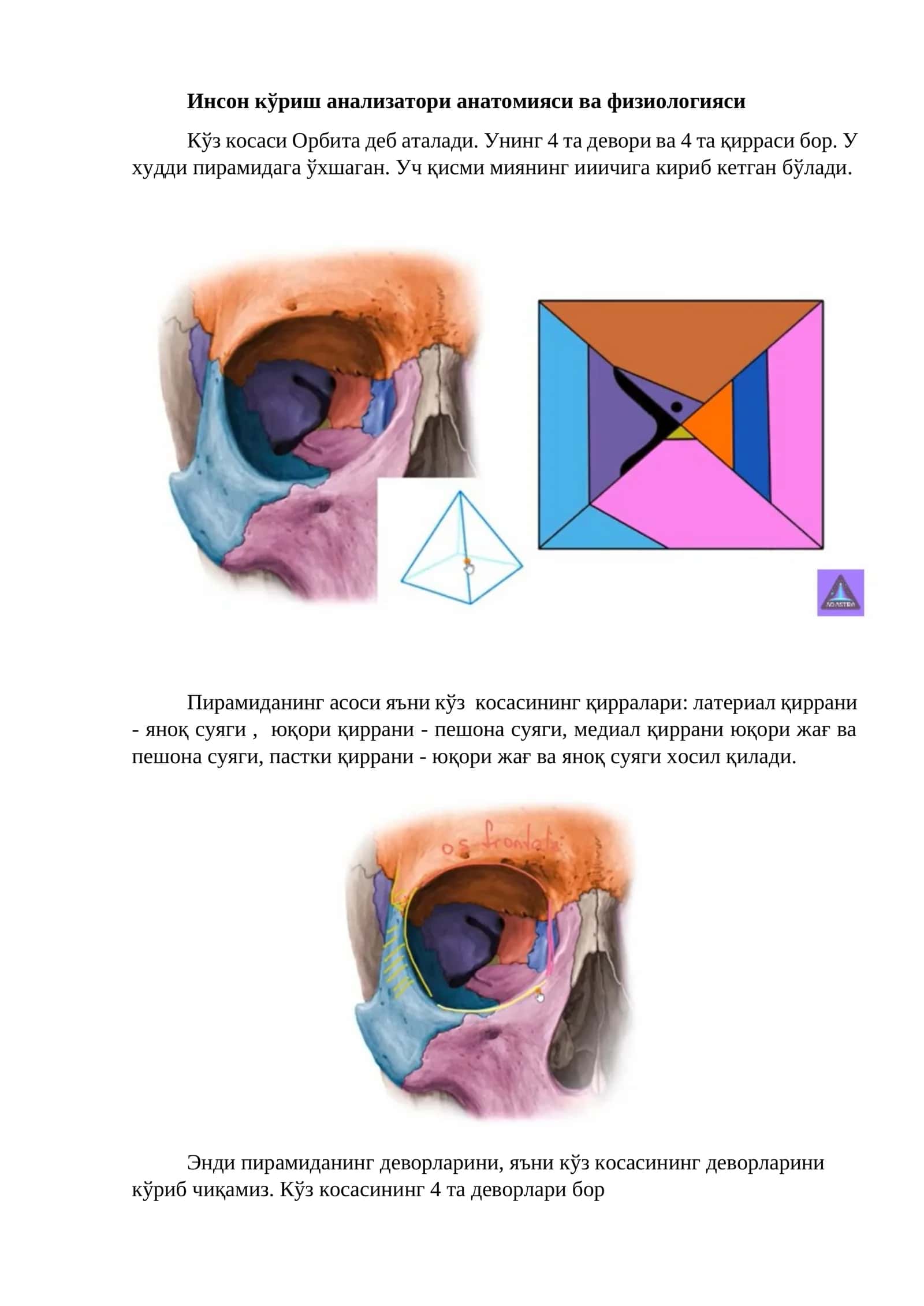 Инсон кўриш анализатори анатомияси ва физиологияси
