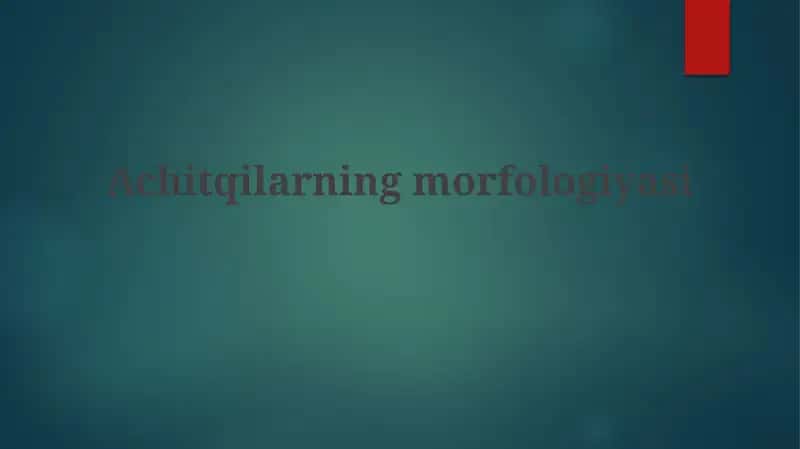 Achitqilarning morfologiyasi
