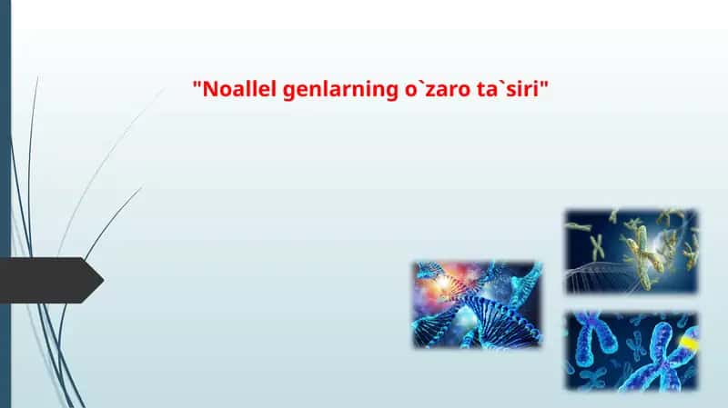 "Noallel genlarning o`zaro ta`siri"