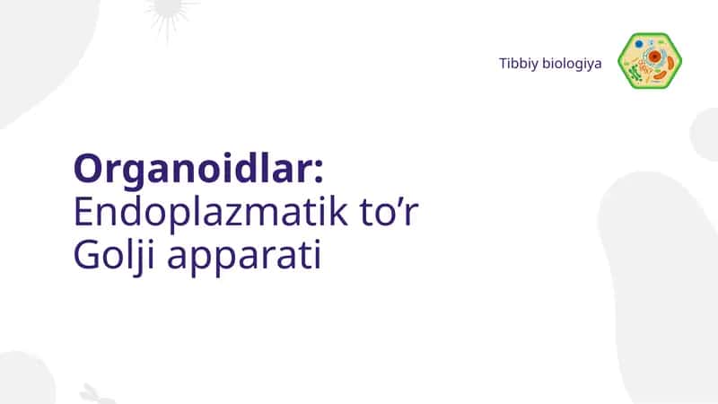 Organoidlar: Endoplazmatik to'r Golji apparati