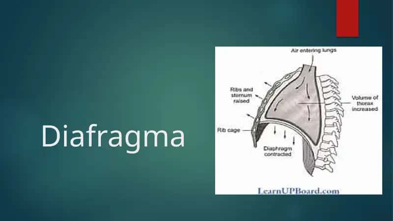 Diafragma
