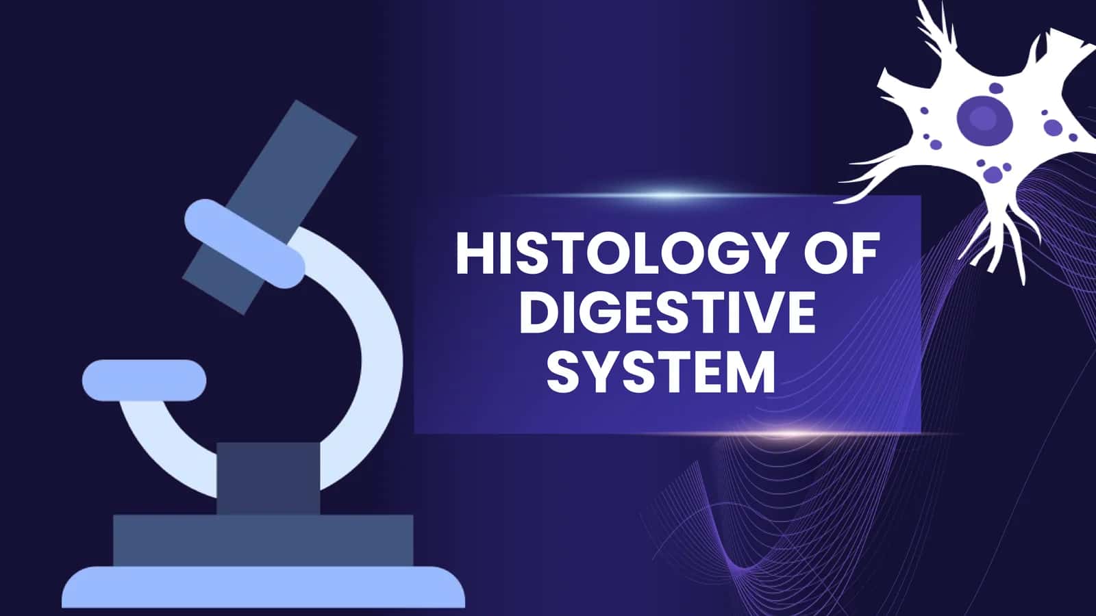 HISTOLOGY OF DIGESTIVE SYSTEM. Liver and pancreas