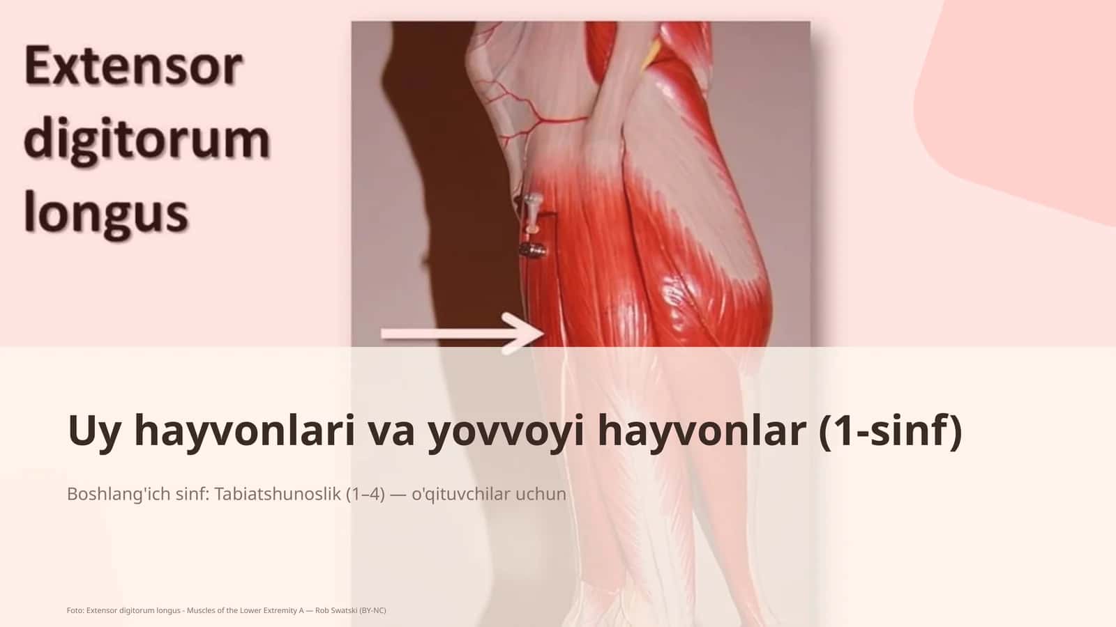 Uy hayvonlari va yovvoyi hayvonlar (1-sinf)