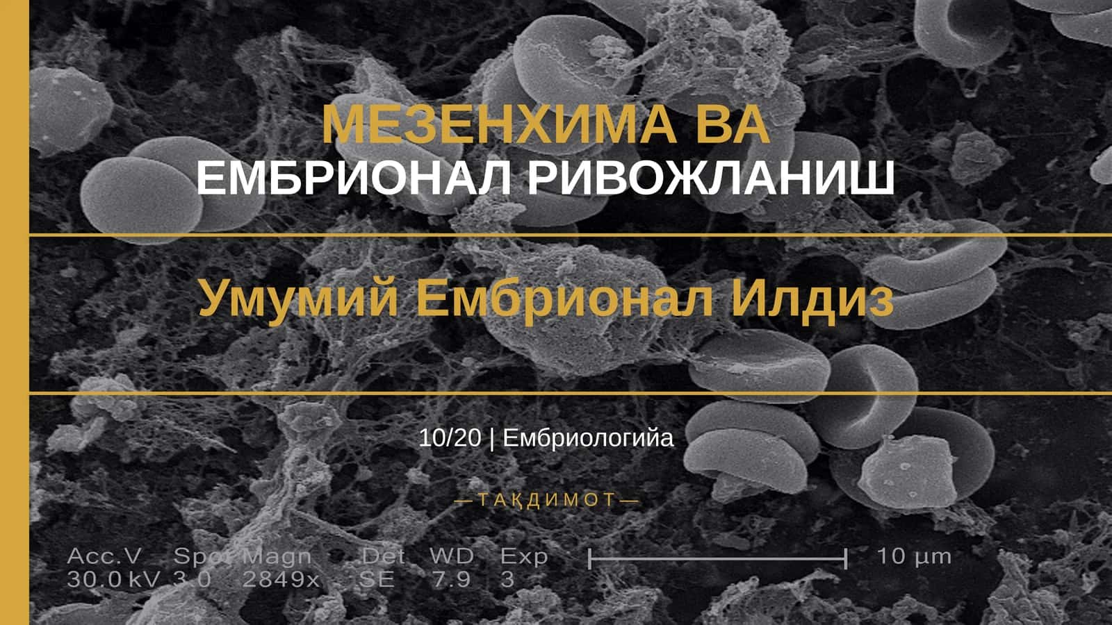 МЕЗЕНХИМА ВА ЕМБРИОНАЛ РИВОЖЛАНИШ