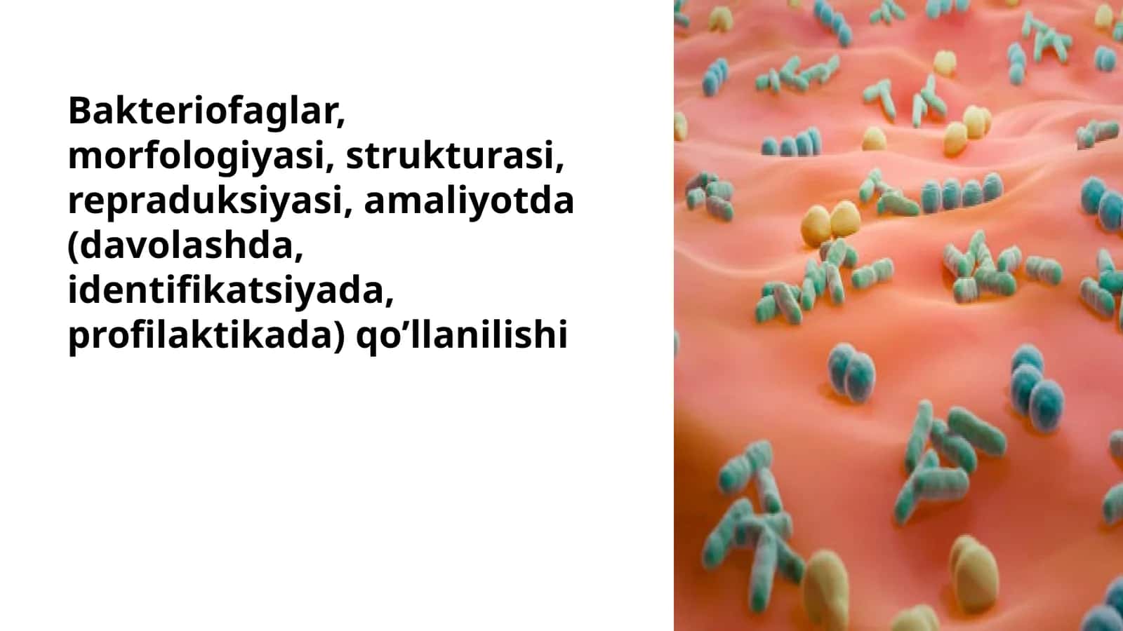 Bakteriofaglar, morfologiyasi, strukturasi, repraduksiyasi, amaliyotda (davolashda, identifikatsiyada, profilaktikada) qo’llanilishi