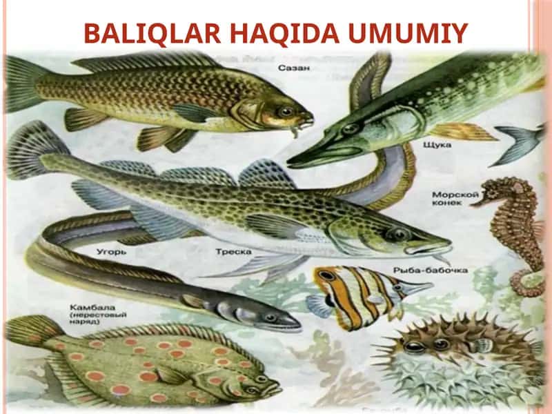 BALIQLAR HAQIDA UMUMIY MA`LUMOT